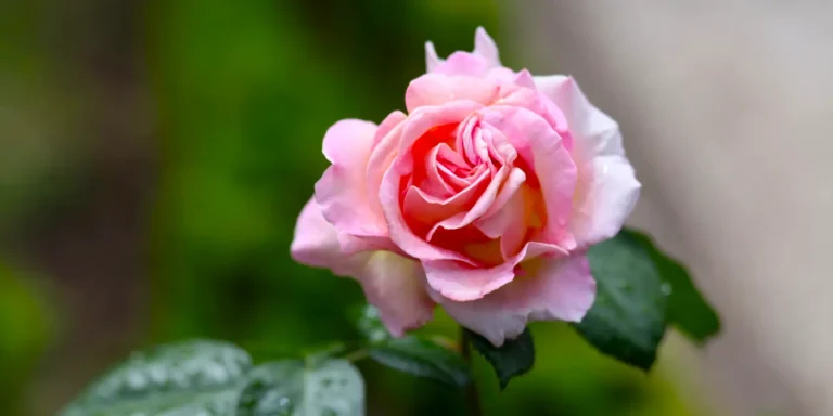 Gül Dikeninden Bulaşan Hastalık: Sporotrikoz Nedir?